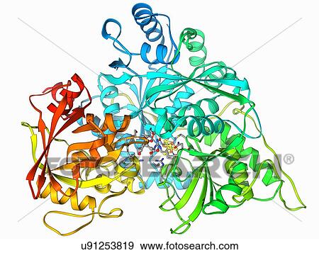 Stock Illustration - Metabolic enzyme molecule. Fotosearch