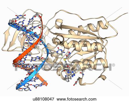 Stock Illustration - Methyltransferase and DNA. Fotosearch