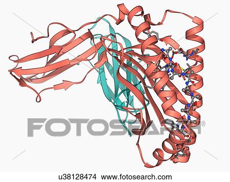 Stock Illustration - MHC protein-antigen complex. Fotosearch