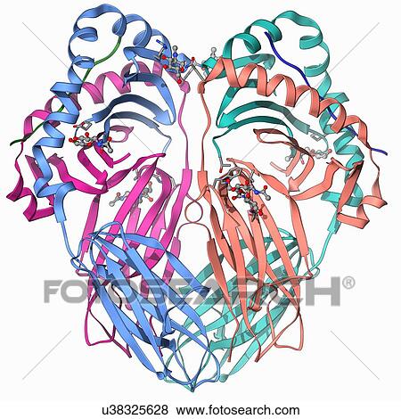 MHC protein complexed with flu virus View Large Illustration Stock Illustration - MHC protein complexed with flu virus. Fotosearch