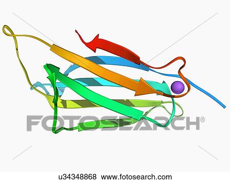 Stock Illustration - Microglobulin protein, molecular model. Fotosearch
