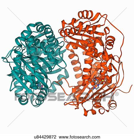 Drawing - Mitochondrial processing peptidase. Fotosearch