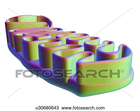 Mitochondrial structure, artwork View Large Illustration Drawing - Mitochondrial structure, artwork. Fotosearch