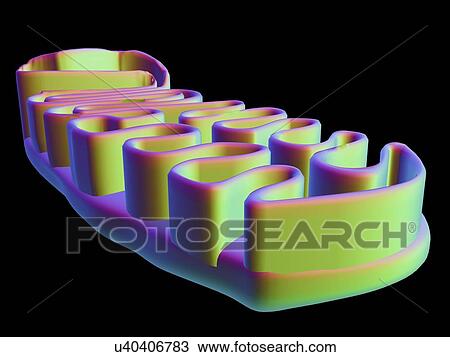 Drawing - Mitochondrial structure, artwork. Fotosearch