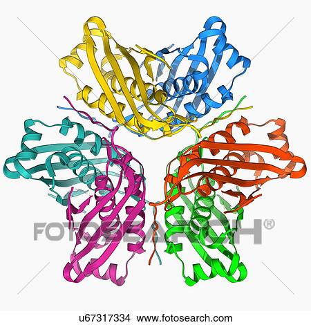 MoaC protein molecule View Large Illustration Stock Illustration - MoaC protein molecule. Fotosearch
