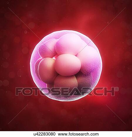Morula embryo, artwork View Large Illustration Clipart - Morula embryo, artwork. Fotosearch
