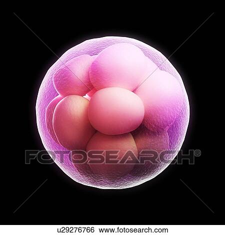 Morula embryo, artwork View Large Illustration Stock Illustration - Morula embryo, artwork. Fotosearch