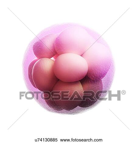 Morula embryo, artwork View Large Illustration Stock Illustration - Morula embryo, artwork. Fotosearch