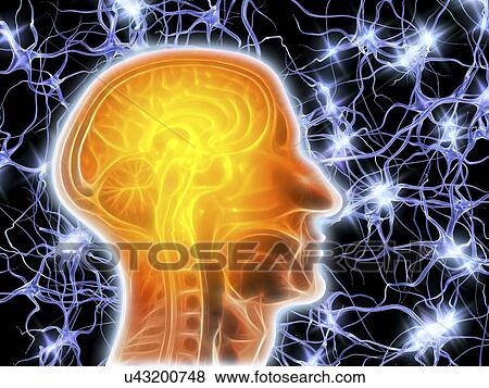 Stock Illustration - MRI brain scan and nerve cells. Fotosearch