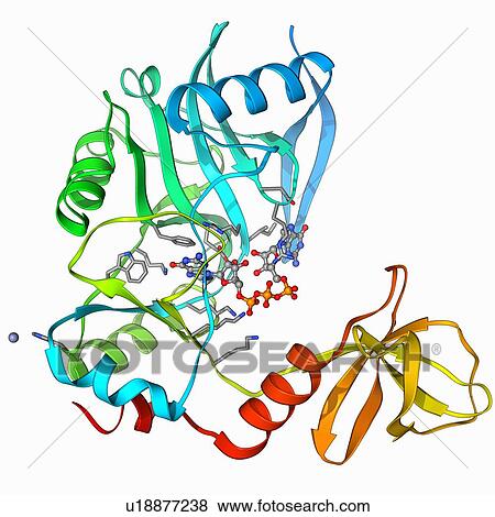mRNA capping enzyme molecule View Large Illustration Stock Illustration - mRNA capping enzyme molecule. Fotosearch