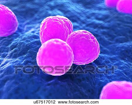 MRSA bacteria, artwork View Large Illustration Drawing - MRSA bacteria, artwork. Fotosearch