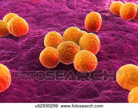 MRSA bacteria, artwork View Large Illustration Stock Illustration - MRSA bacteria, artwork. Fotosearch