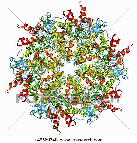 Stock Illustration - Murine p97 protein molecule. Fotosearch