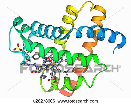 Stock Illustration - Myoglobin molecule. Fotosearch