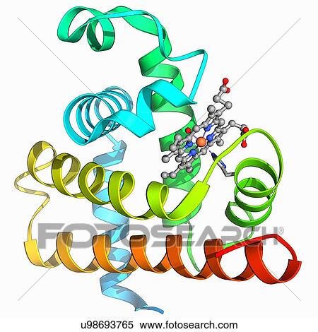 Myoglobin molecule View Large Illustration Stock Illustration - Myoglobin molecule. Fotosearch