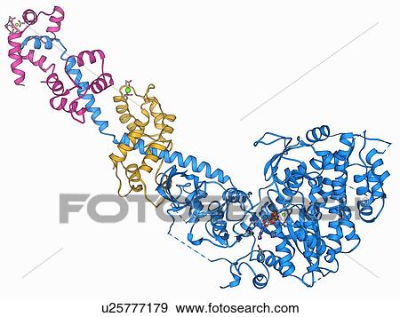 Stock Illustration - Myosin fragment molecule. Fotosearch