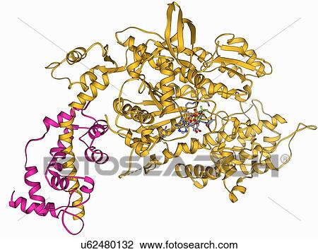 Drawing - Myosin molecule. Fotosearch