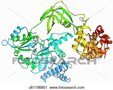 NAD-dependent DNA ligase molecule View Large Illustration Clip Art - NAD-dependent DNA ligase molecule. Fotosearch