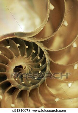 Nautilus Shell Drawing U Fotosearch