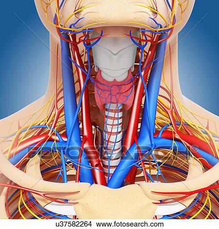 Neck anatomy, artwork Stock Illustration | u37582264 | Fotosearch