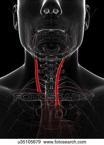 Neck arteries, artwork View Large Illustration Stock Illustration - Neck arteries, artwork. Fotosearch