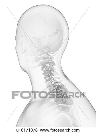 Neck bones, artwork View Large Illustration Stock Illustration - Neck bones, artwork. Fotosearch