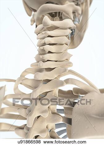 Neck bones, artwork View Large Illustration Stock Illustration - Neck bones, artwork. Fotosearch