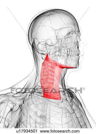 Clip Art - Neck muscle, artwork. Fotosearch
