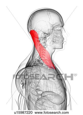 Clipart - Neck muscle, artwork. Fotosearch