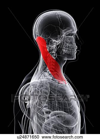 Clipart - Neck muscle, artwork. Fotosearch
