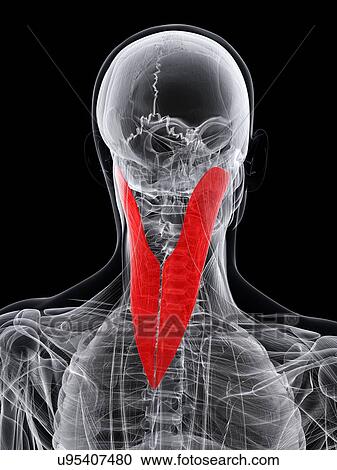 Neck muscle, artwork View Large Illustration Clipart - Neck muscle, artwork. Fotosearch