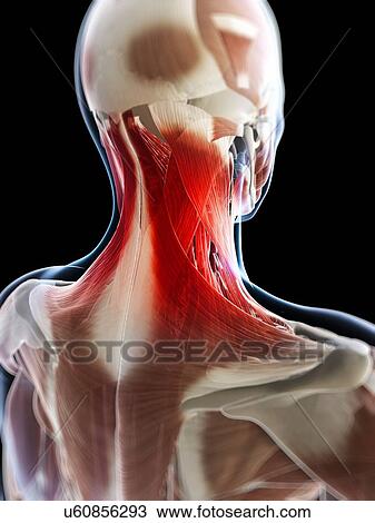 Neck pain, conceptual artwork View Large Illustration Drawing - Neck pain, conceptual artwork. Fotosearch