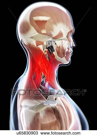 Neck pain, conceptual artwork View Large Illustration Drawing - Neck pain, conceptual artwork. Fotosearch