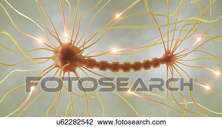 Drawing - Nerve cell, artwork. Fotosearch