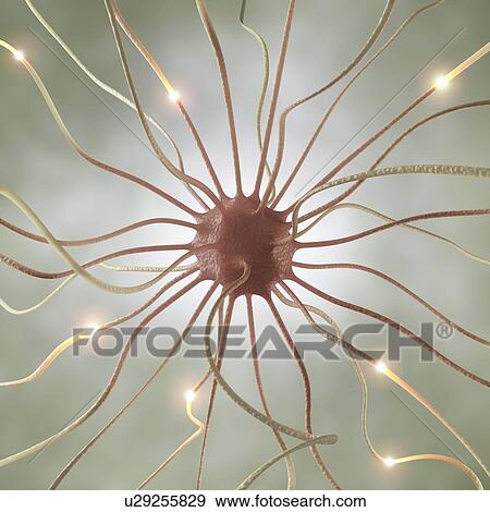 Nerve cell, artwork View Large Illustration Stock Illustration - Nerve cell, artwork. Fotosearch