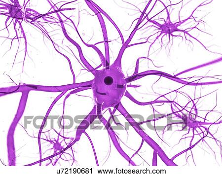 Clip Art - Nerve cells, artwork. Fotosearch