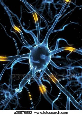 Drawing - Nerve cells, artwork. Fotosearch