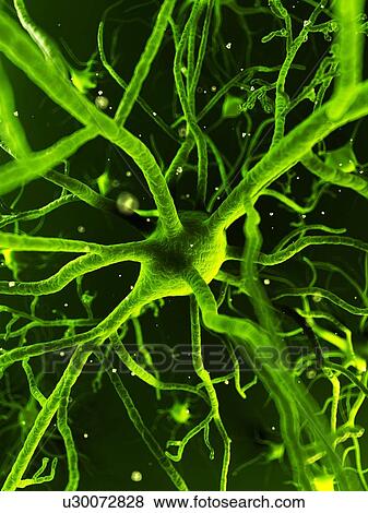 Stock Illustration - Nerve cells, artwork. Fotosearch