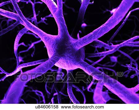 Nerve cells, artwork View Large Illustration Stock Illustration - Nerve cells, artwork. Fotosearch
