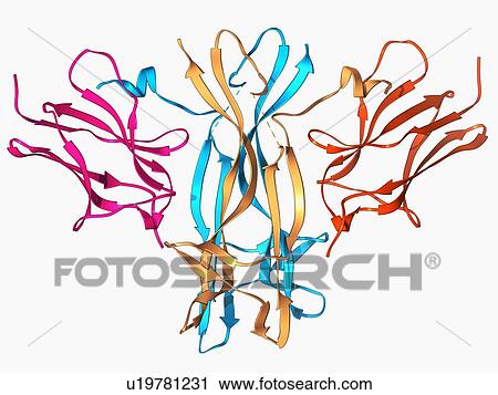 Clip Art - Nerve growth factor bound to receptor. Fotosearch