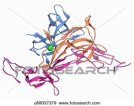 Nerve growth factor bound to receptor View Large Illustration Stock Illustration - Nerve growth factor bound to receptor. Fotosearch