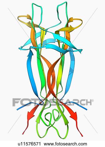 Nerve growth factor molecule View Large Illustration Clip Art - Nerve growth factor molecule. Fotosearch
