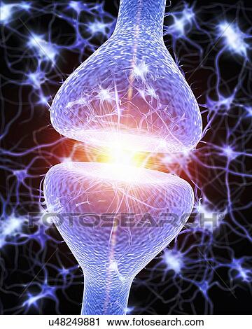 Nerve synapse, artwork View Large Illustration Clip Art - Nerve synapse, artwork. Fotosearch