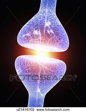 Nerve synapse, artwork View Large Illustration Drawing - Nerve synapse, artwork. Fotosearch