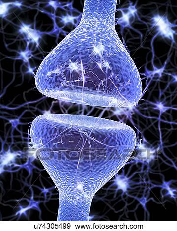 Nerve synapse, artwork View Large Illustration Stock Illustration - Nerve synapse, artwork. Fotosearch