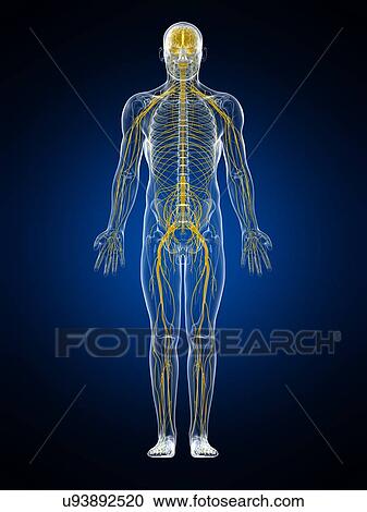 Nervous system, artwork View Large Illustration Clipart - Nervous system, artwork. Fotosearch