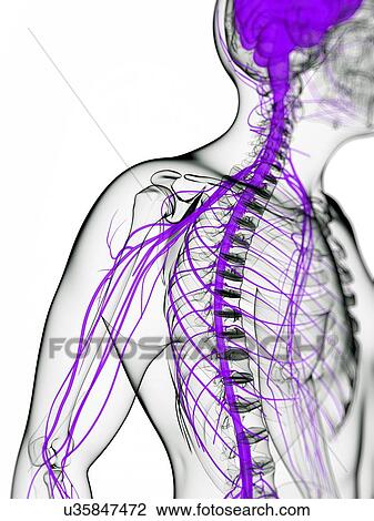 Nervous system, artwork View Large Illustration Drawing - Nervous system, artwork. Fotosearch