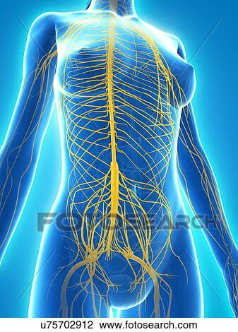 Drawing - Nervous system, artwork. Fotosearch