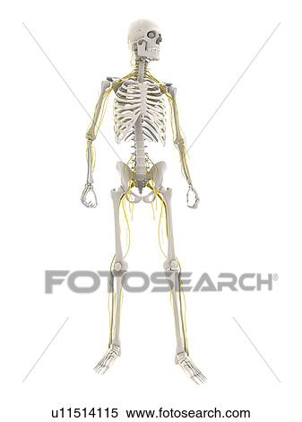 Stock Illustration - Nervous system, artwork. Fotosearch