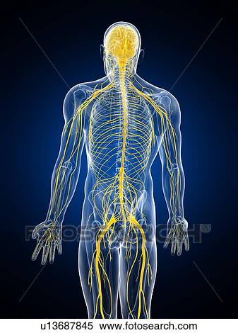 Stock Illustration - Nervous system, artwork. Fotosearch